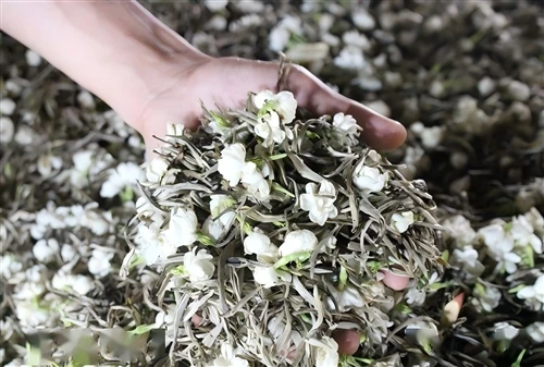 Koliko rundi mirisanja treba Premium čaju od jasmina? Razumijevanje tradicionalnog mirisanja čaja...